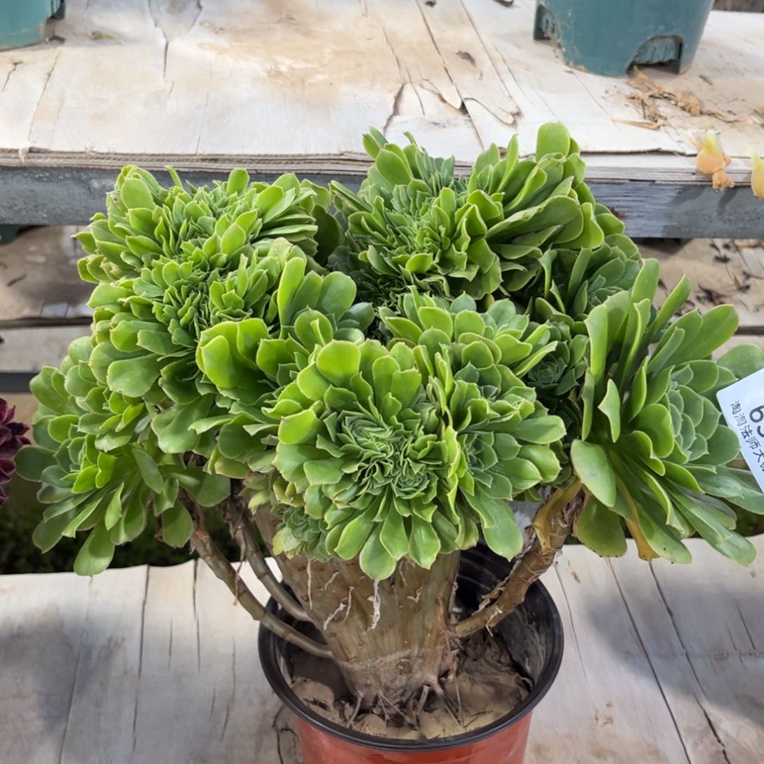 693绿羊绒缀化多肉植物法师