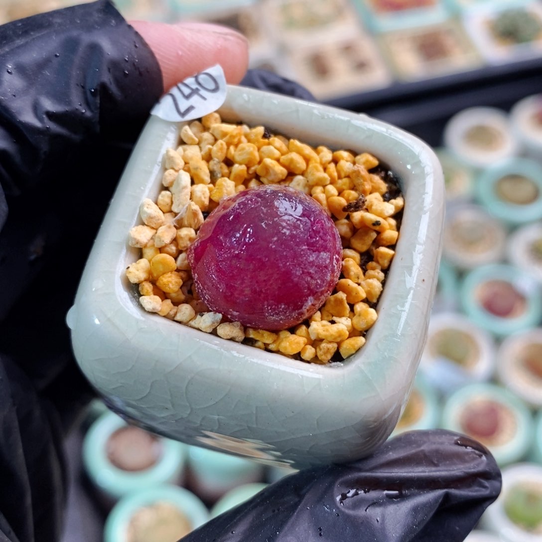 240-一物一拍 带盆发