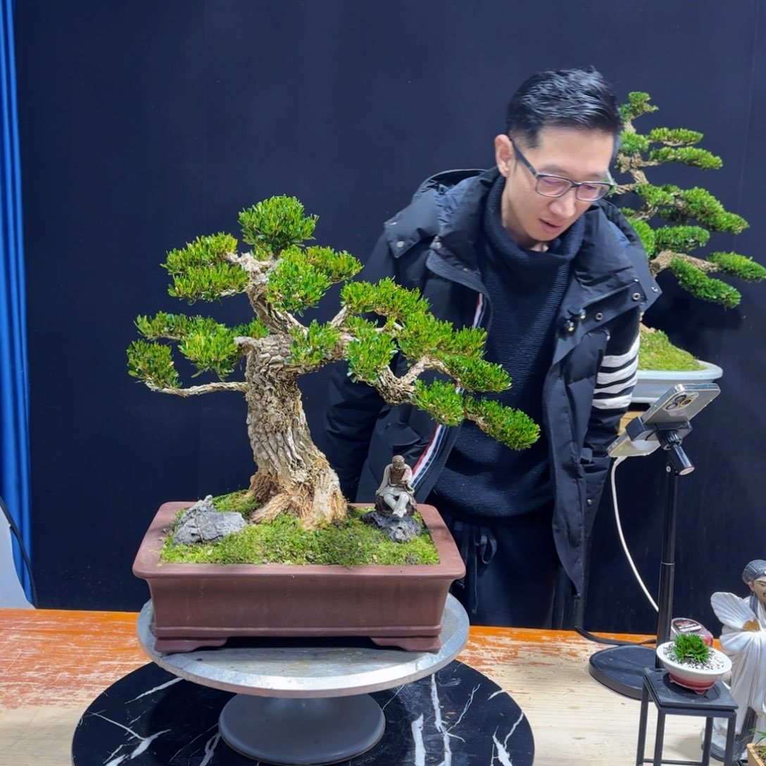 黄杨室内室外盆景艺术