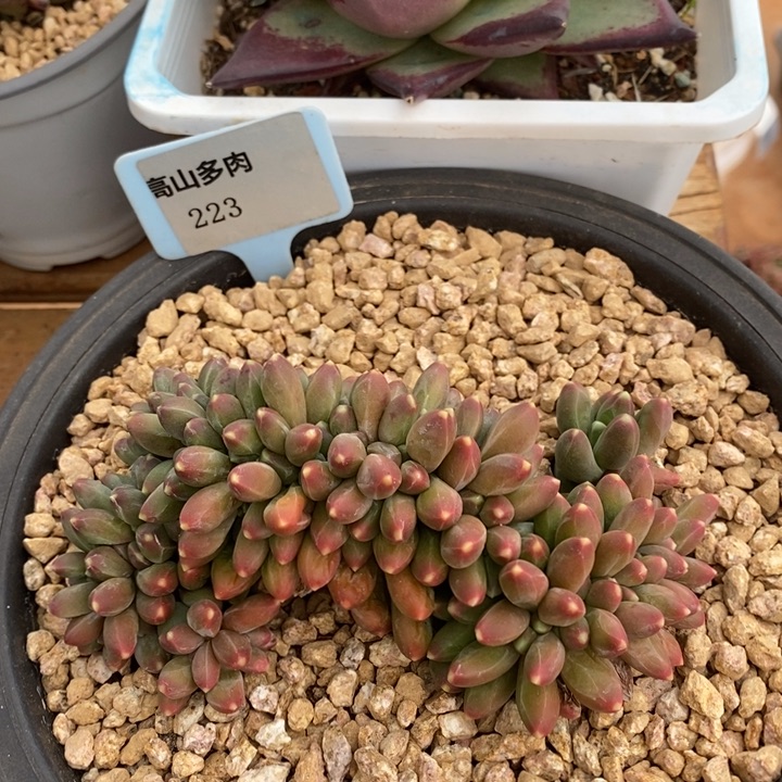 D223- 直播福利 千代田缀化