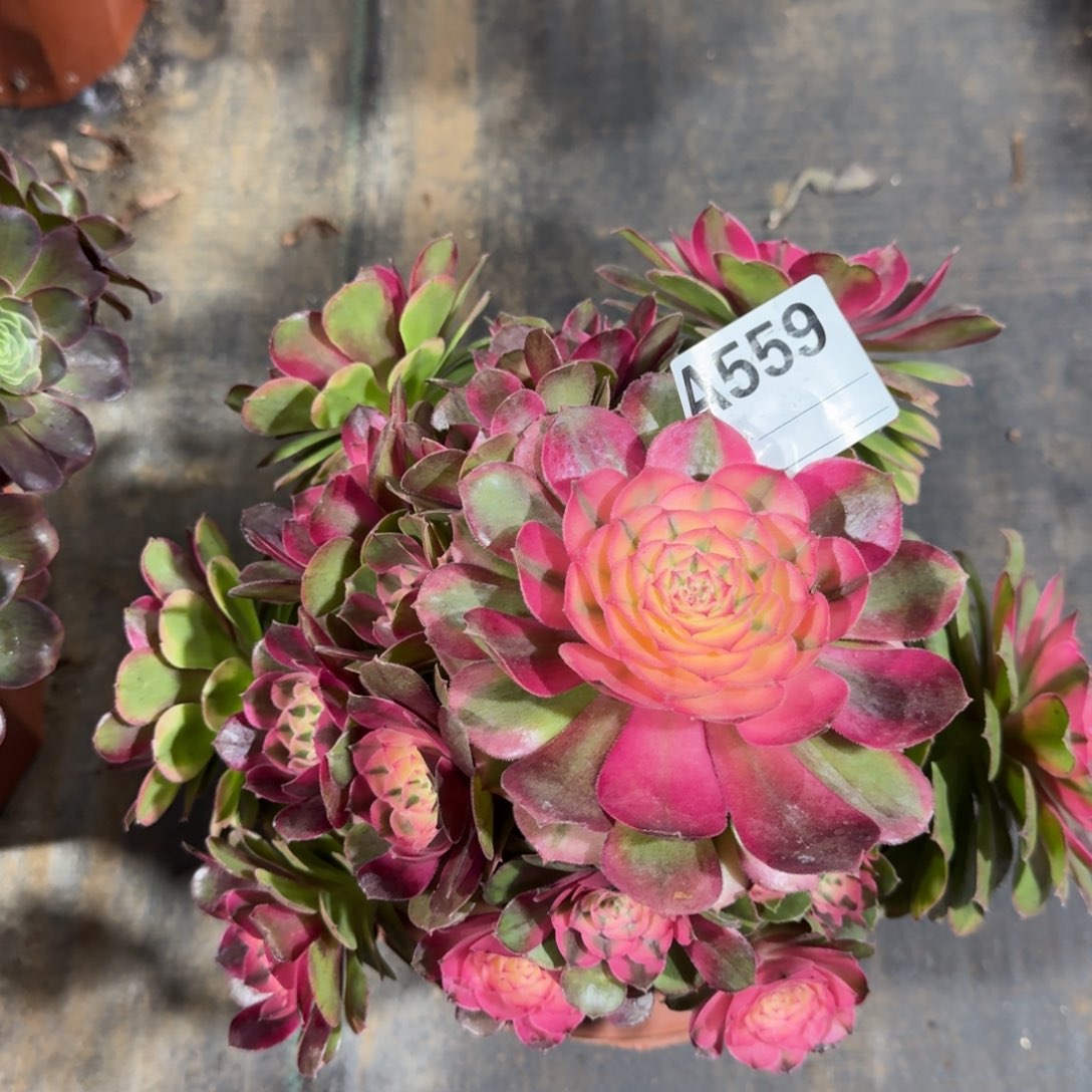 幸***一荔枝福利法师a559