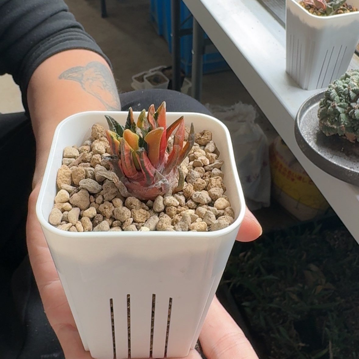 【闪购商品】实生黑牡丹锦呵呵呵呵