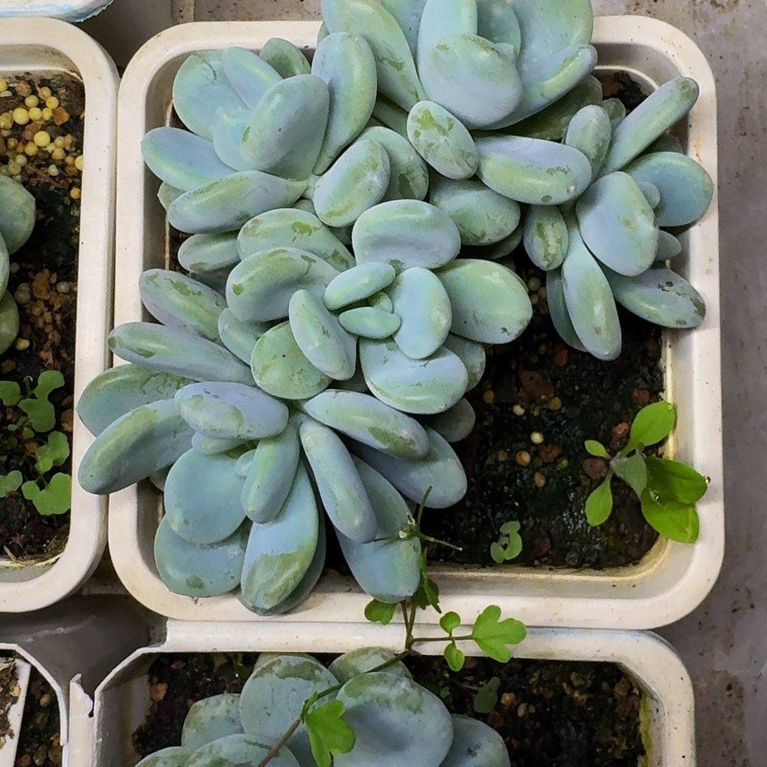 米雪美人 一物一拍