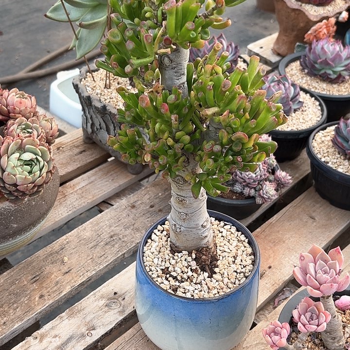 多肉植物，吸财树