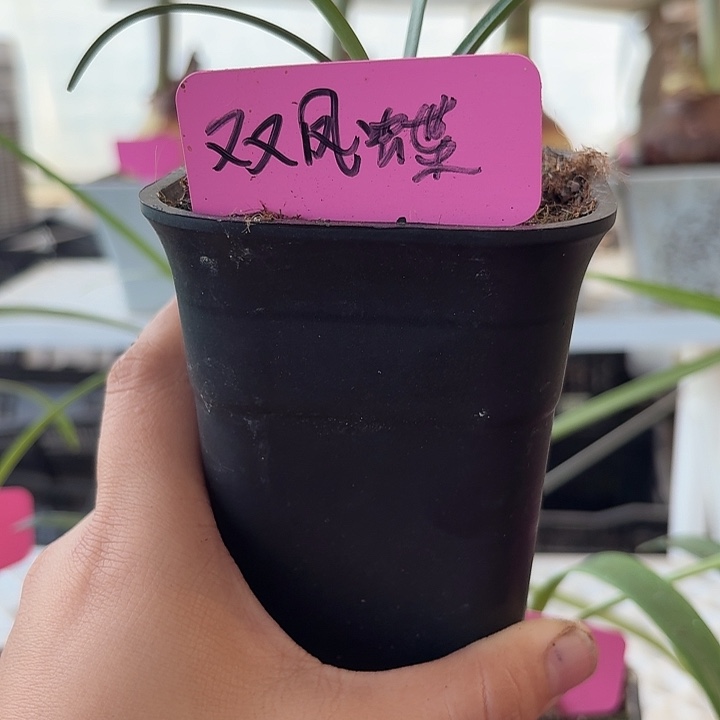 无花朵双凤蝶朱顶红直径1.5