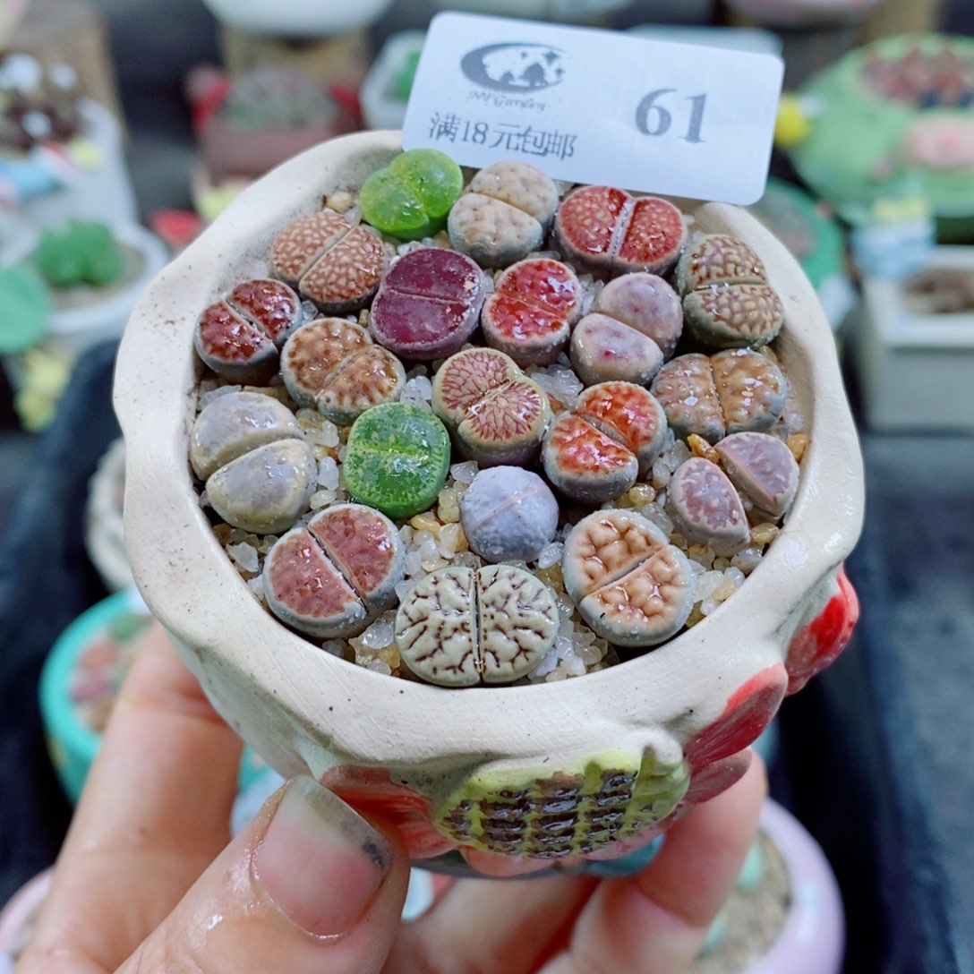 生石花花花花花花花花61