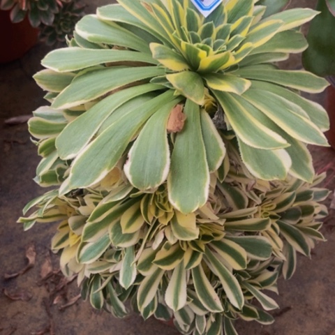 绿羊绒多锦多肉5多肉