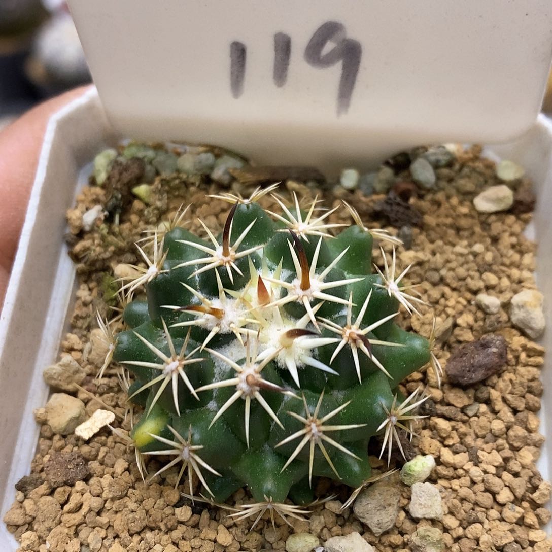 钢钉福利特价来了