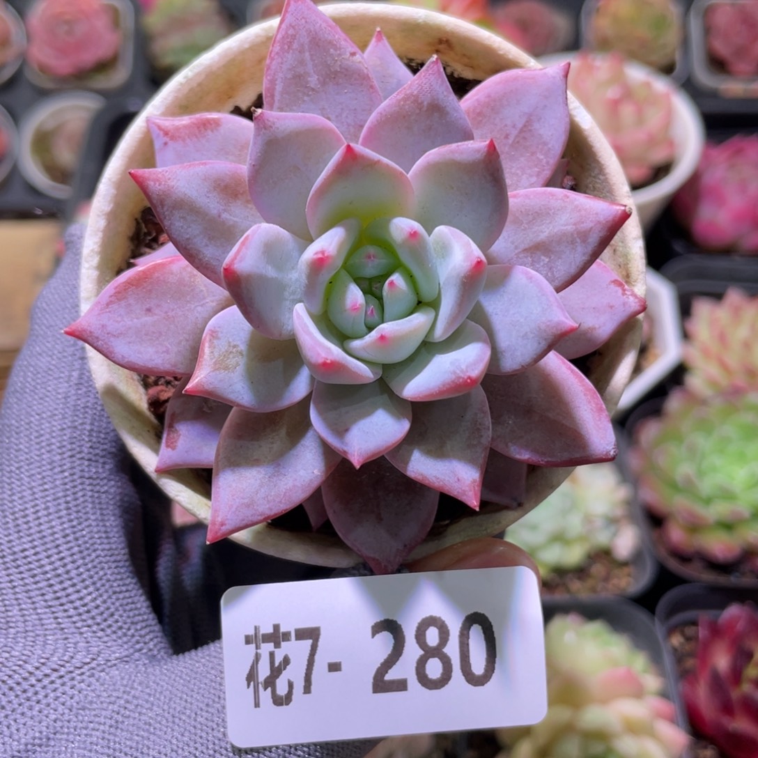 花利美7-280粉蓝鸟  