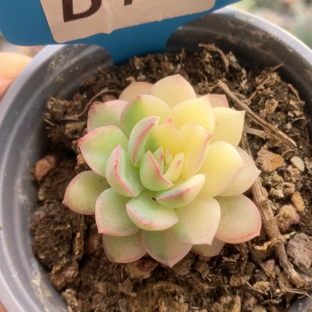 118雨燕座锦锦锦锦锦锦