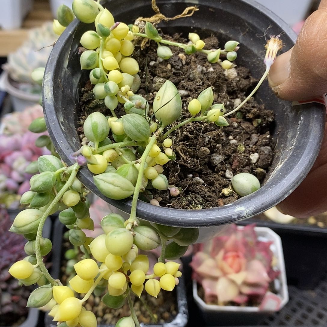 2856 福利佛珠锦 不售后