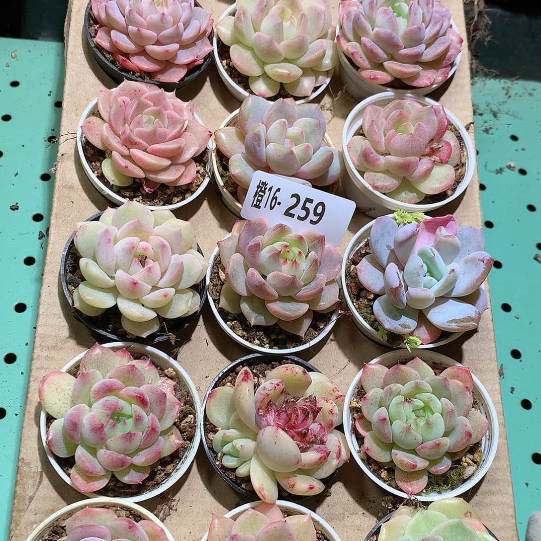 16-259一物一拍带盆18颗