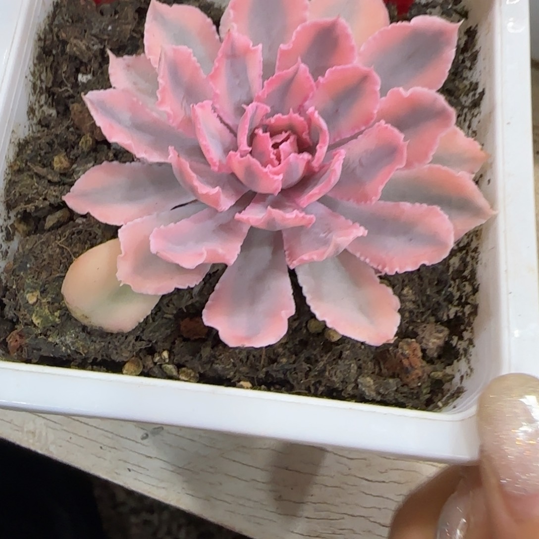 2019晚霞之舞锦多肉植物