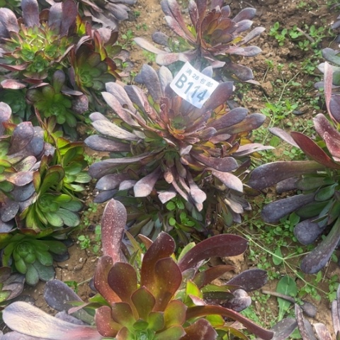 114黑瞳胡不包断枝