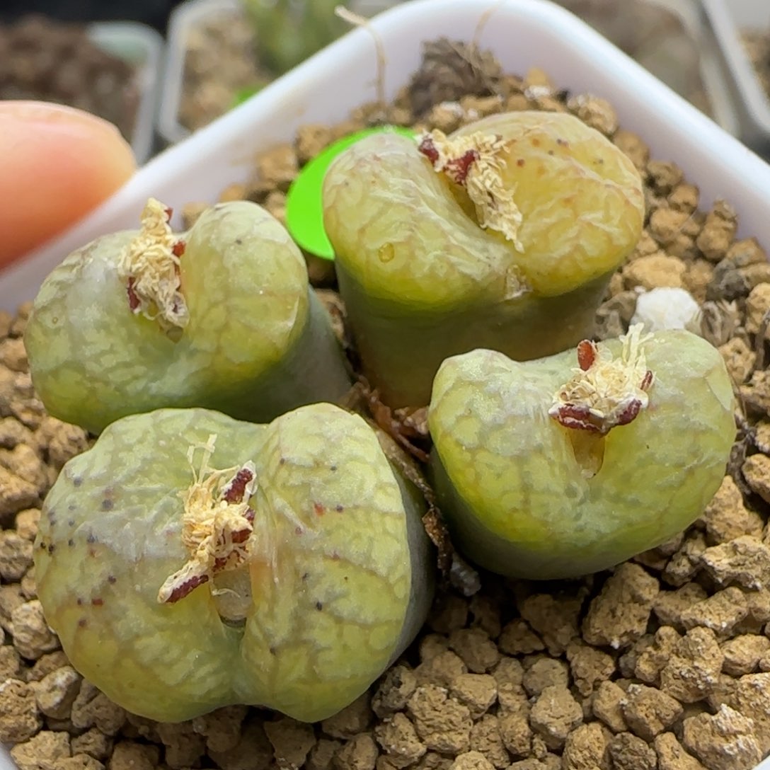 杂交群生多肉植物145