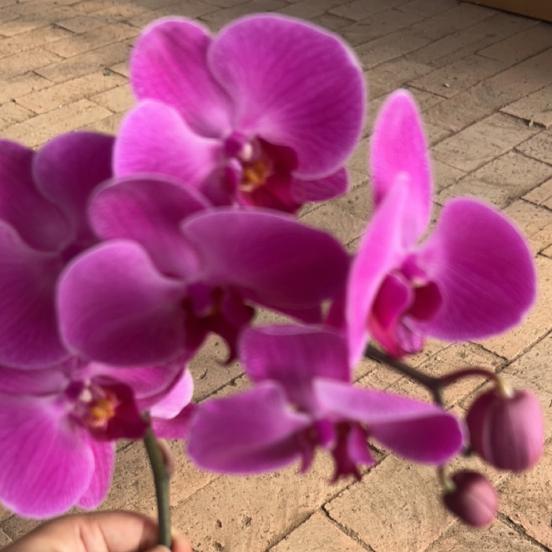 紫烟蝴蝶兰带花植物