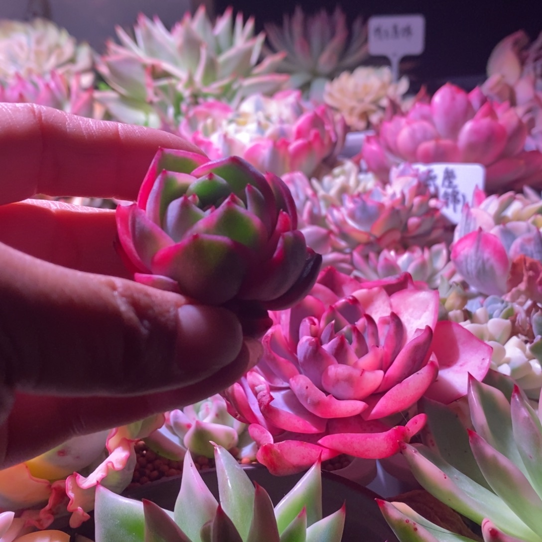 不开花植物紫水晶锦