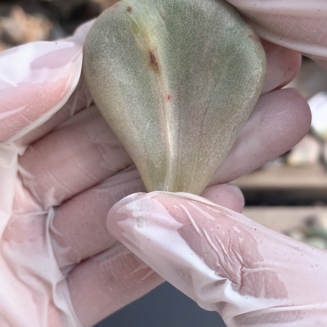 油煎叶片一片一片023