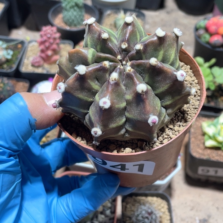 941实生龟甲牡丹