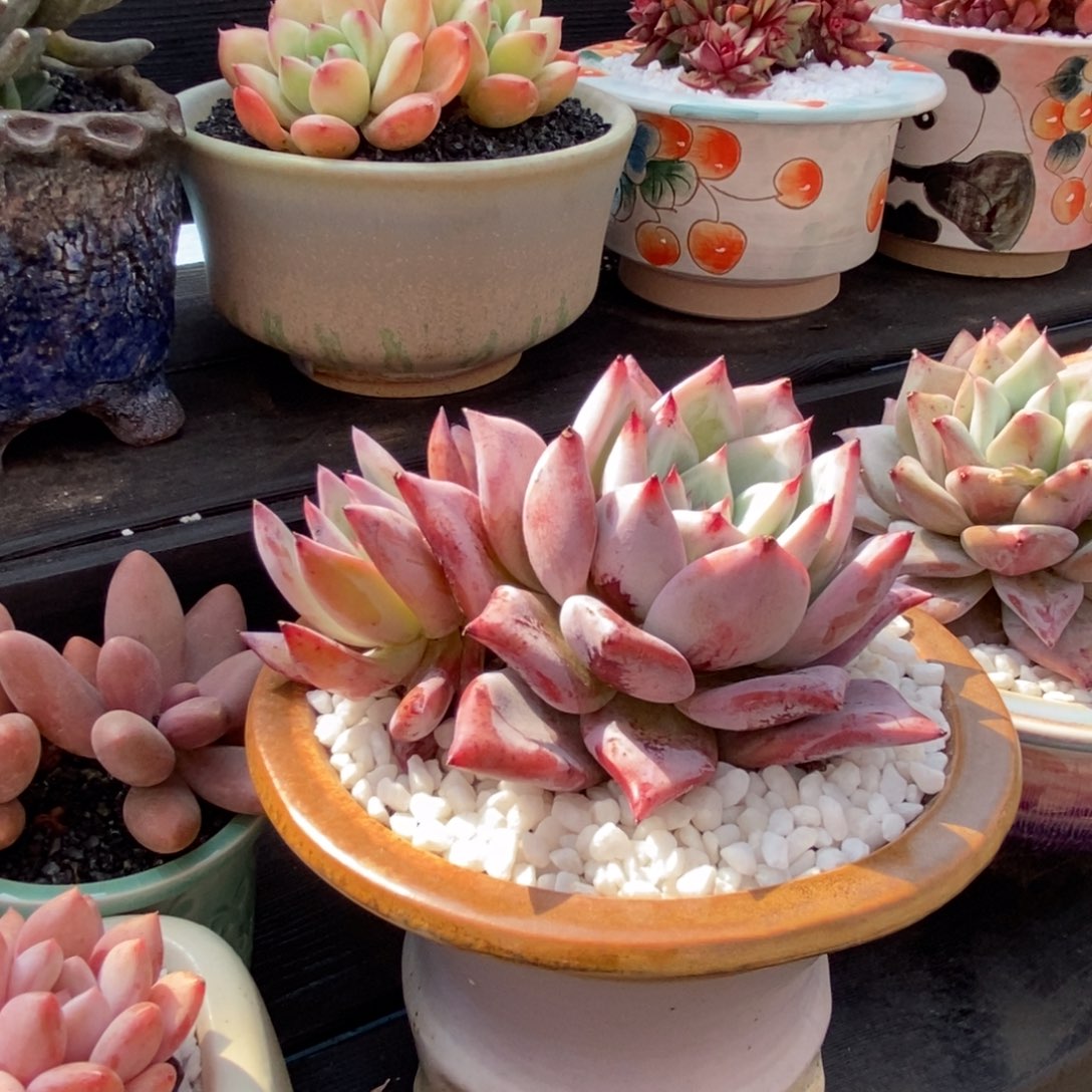 多肉植物植物盆栽多肉