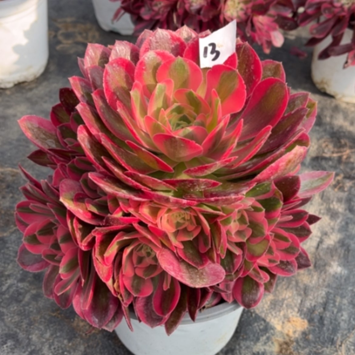 【闪购商品】13粉女巫多肉法师