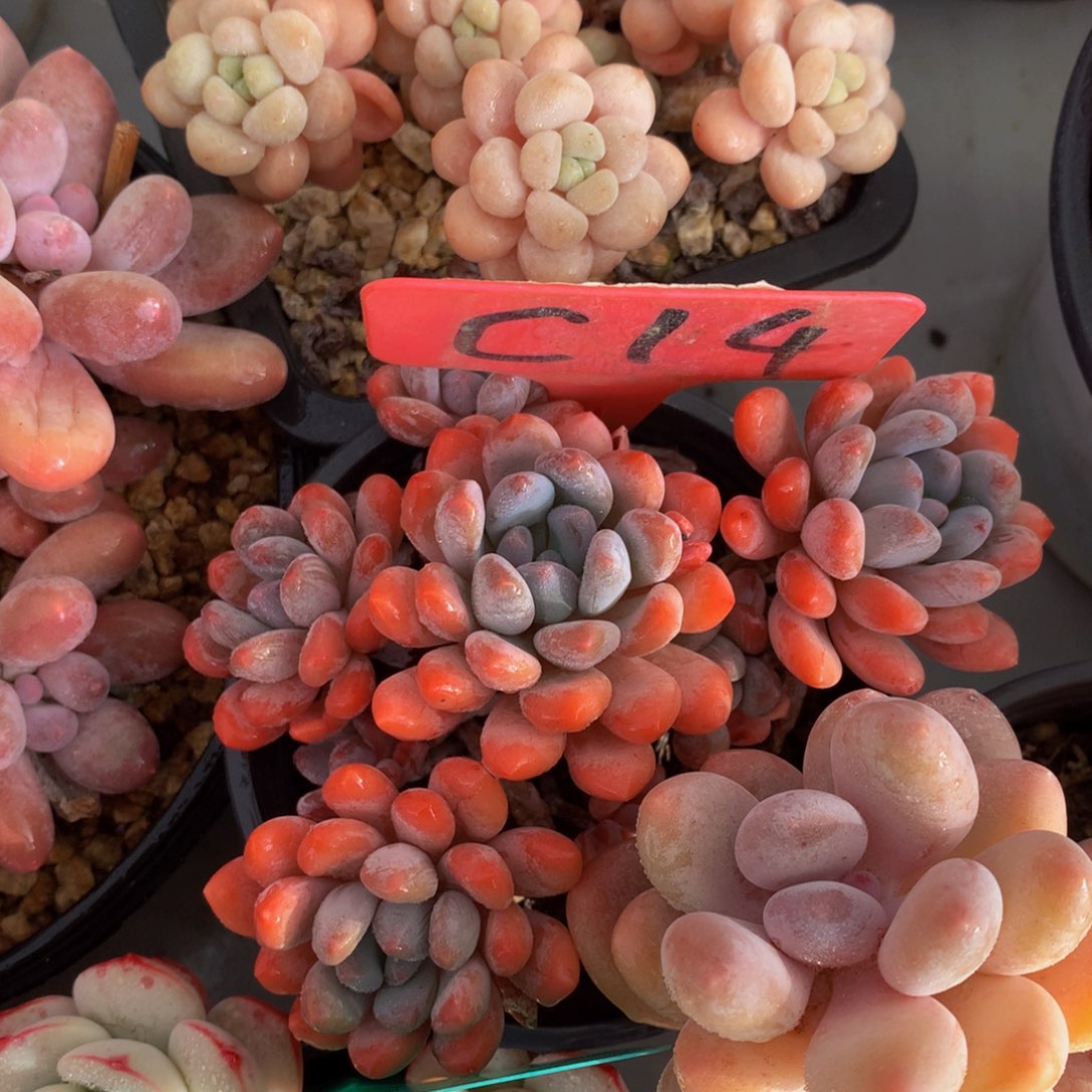 灯美人727722727722772