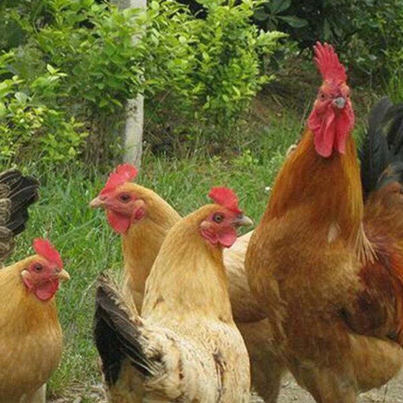 安徽大别山玖妹正宗散养老母鸡现抓现称