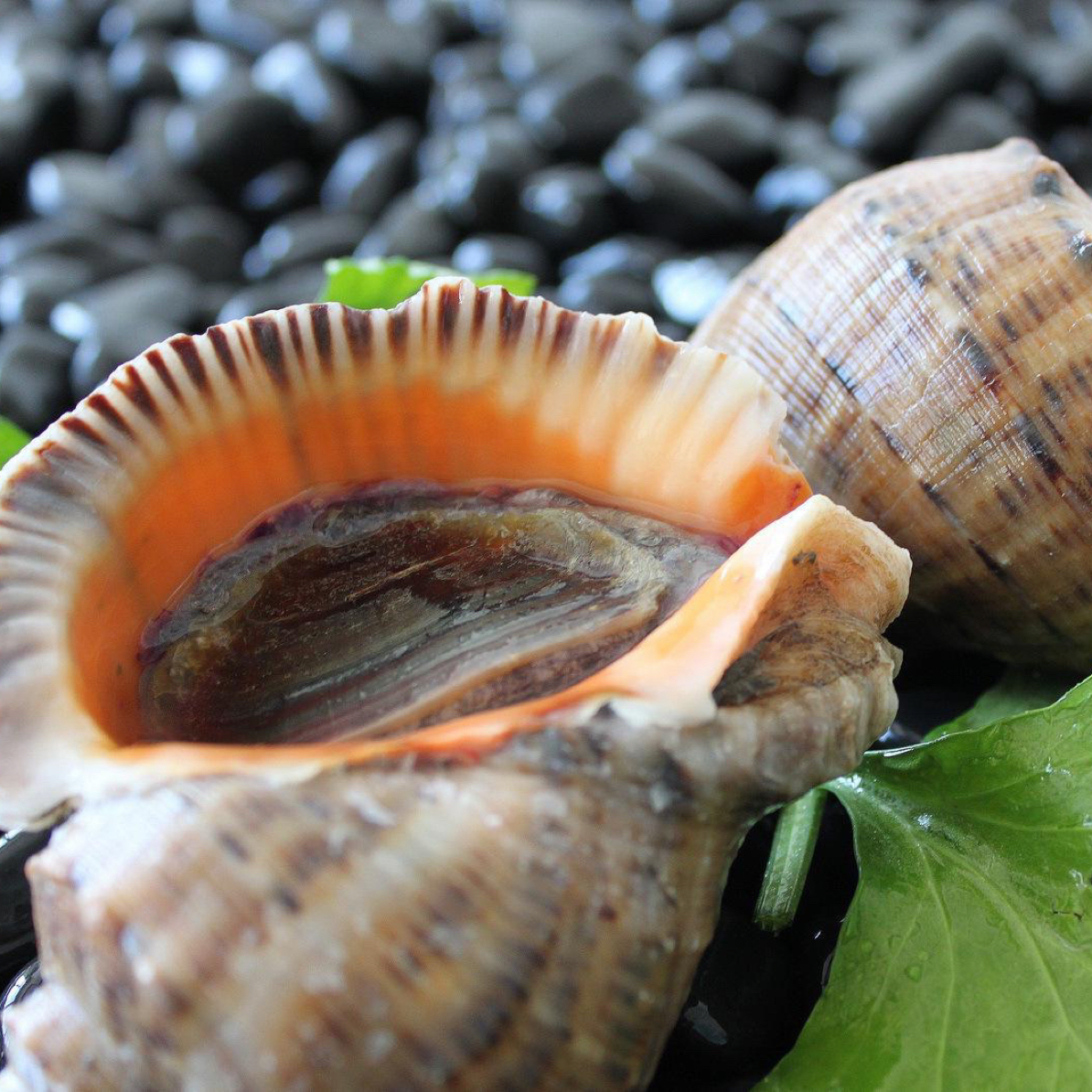 鲜活海螺3斤15个左右