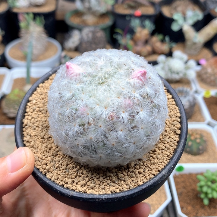 实生佛头白星仙人球带盆
