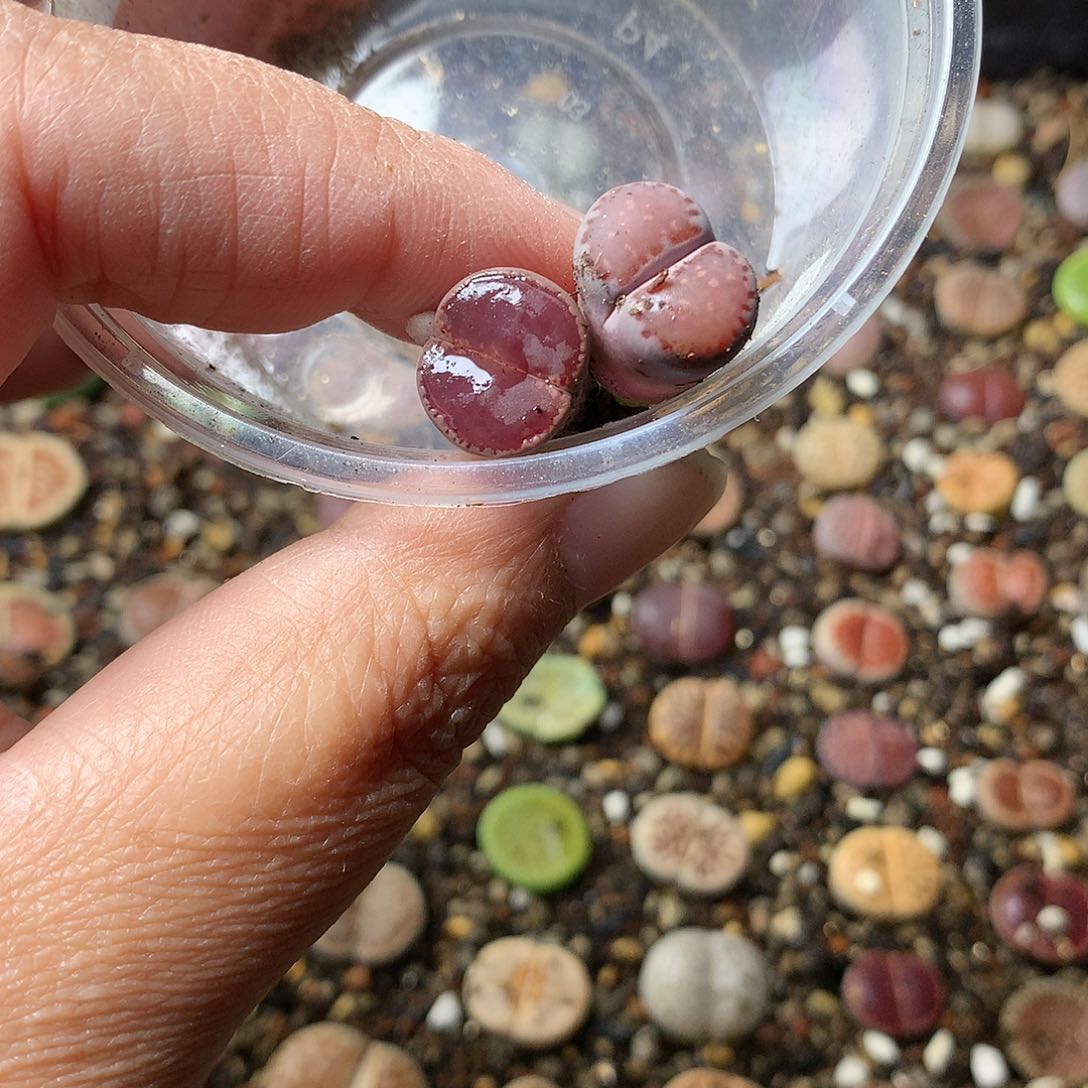 动**动D05多肉植物保护研究所