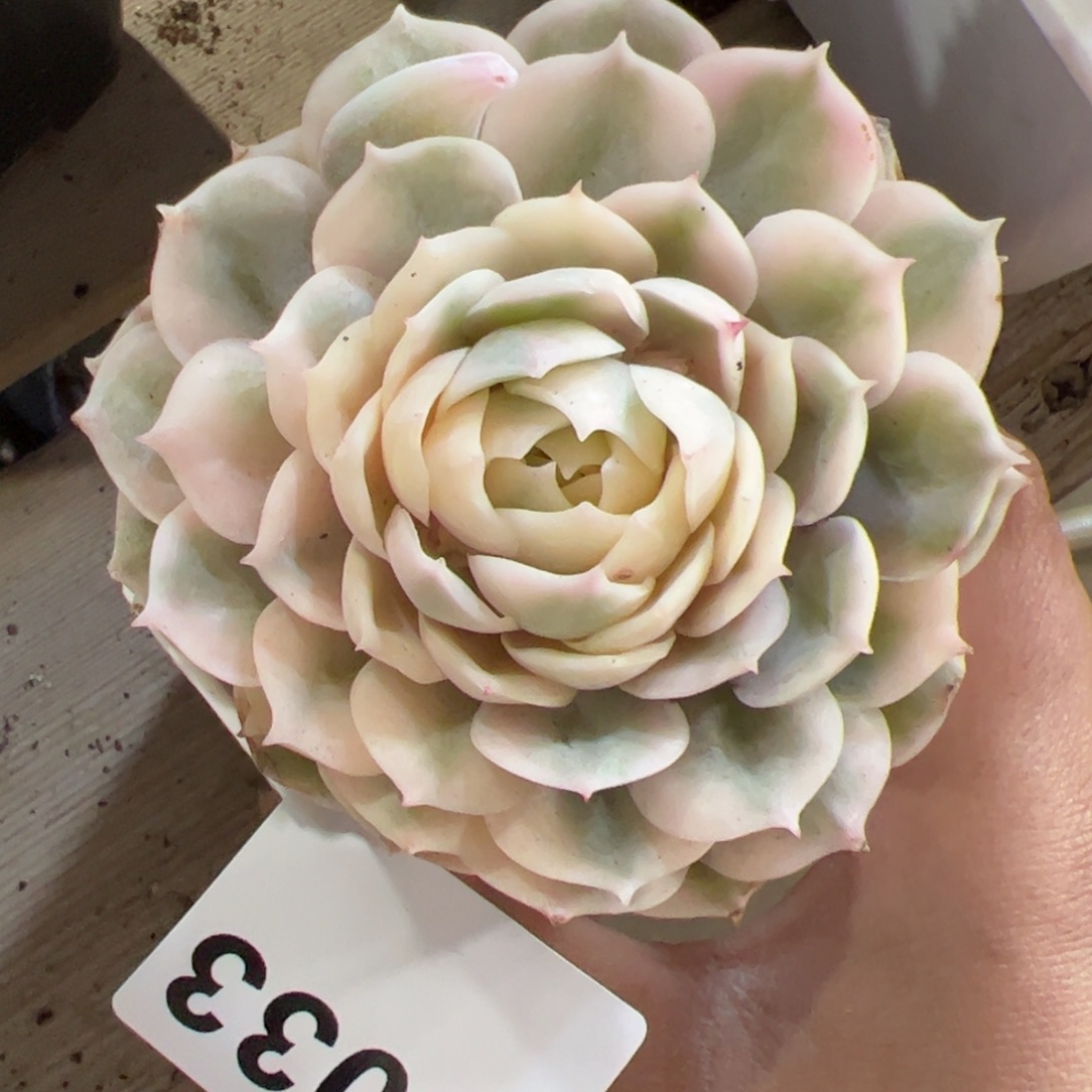 033 满38包邮一物一拍