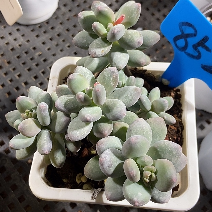 多肉植物苹果奶852多肉