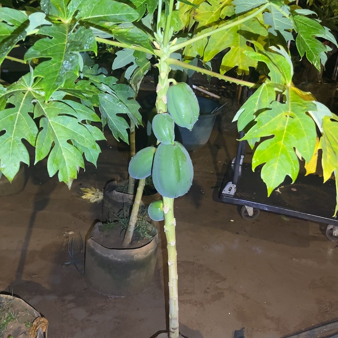 无花朵222我也喜欢这个颜色呀色喜欢那个