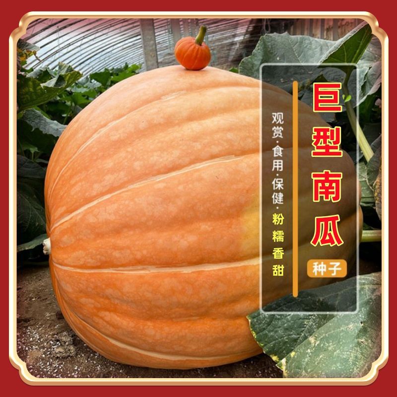 春季巨型南瓜种籽观赏食用超级大南瓜种子农家四季种植高产特色蔬