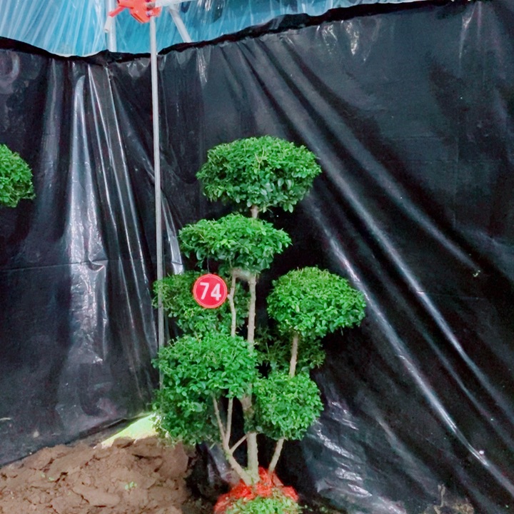 不开花植物一物一拍一个一个