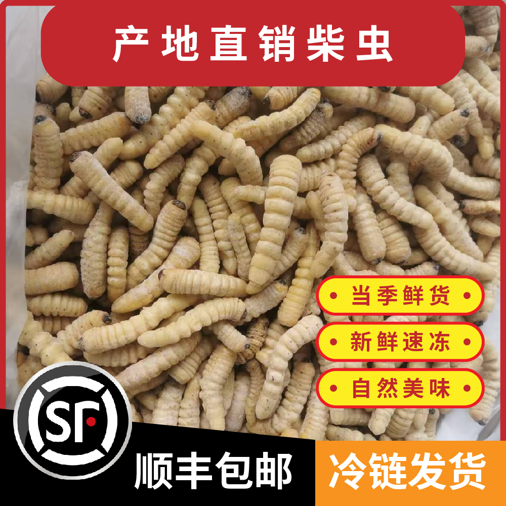 云南特产柴虫木虫蛤虫新鲜速冻木花虫下酒菜食用昆虫农产品