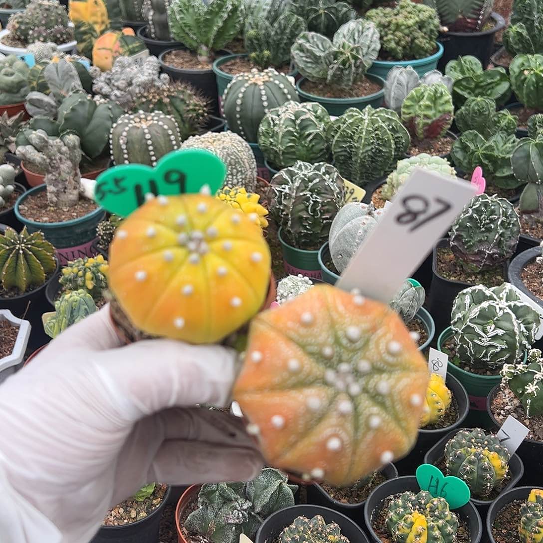 气死了得分摸摸魔道