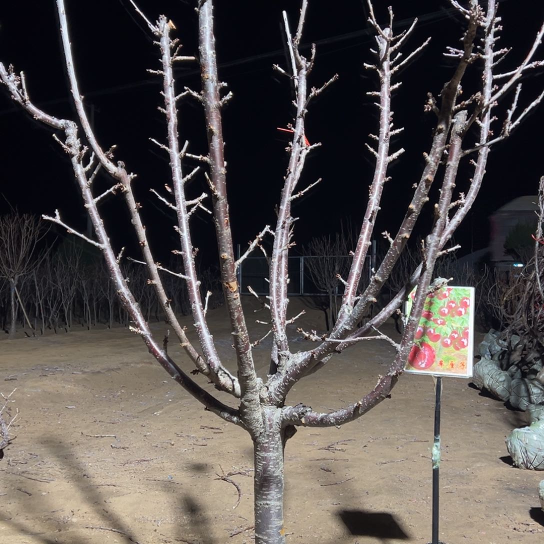 没***油完全开放车厘子树专拍链接