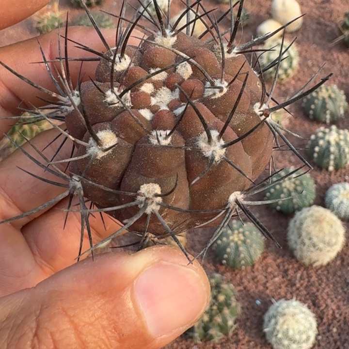 周***8黑鸠玉无根666666666