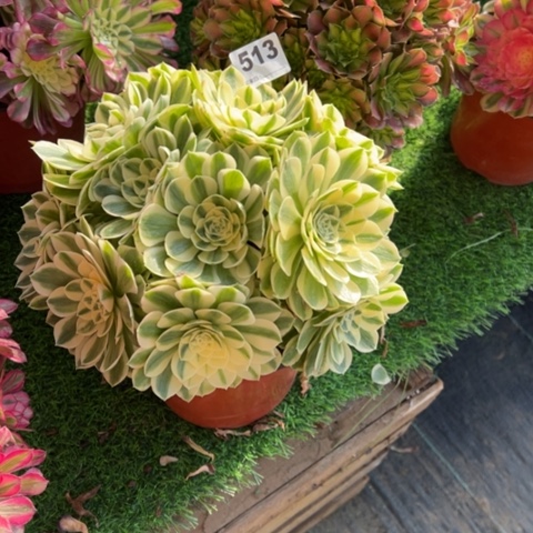 乾***冠513白雪公主多肉，