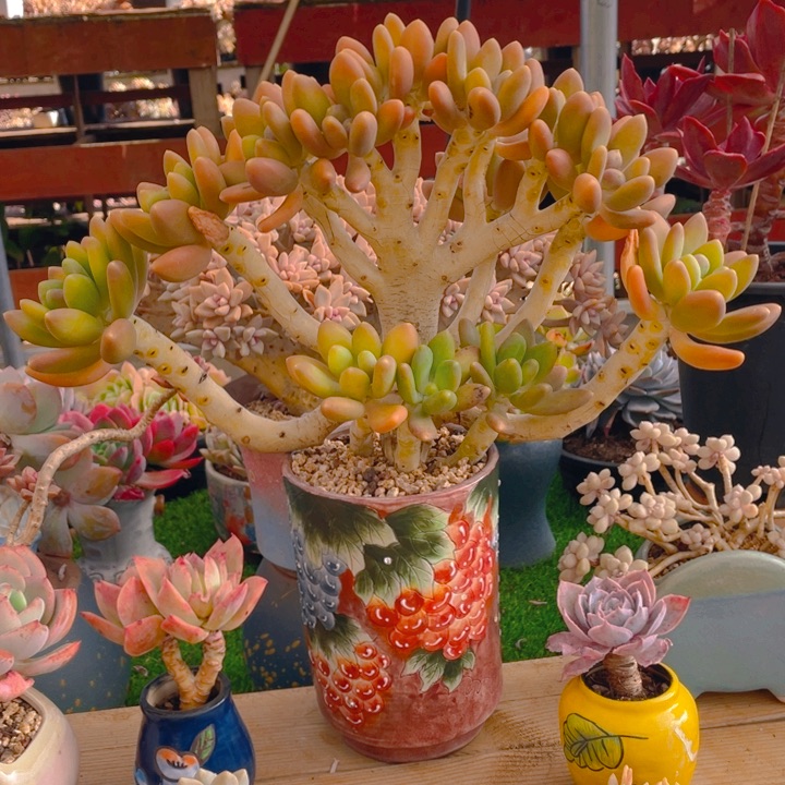 谢谢你的支持000000999