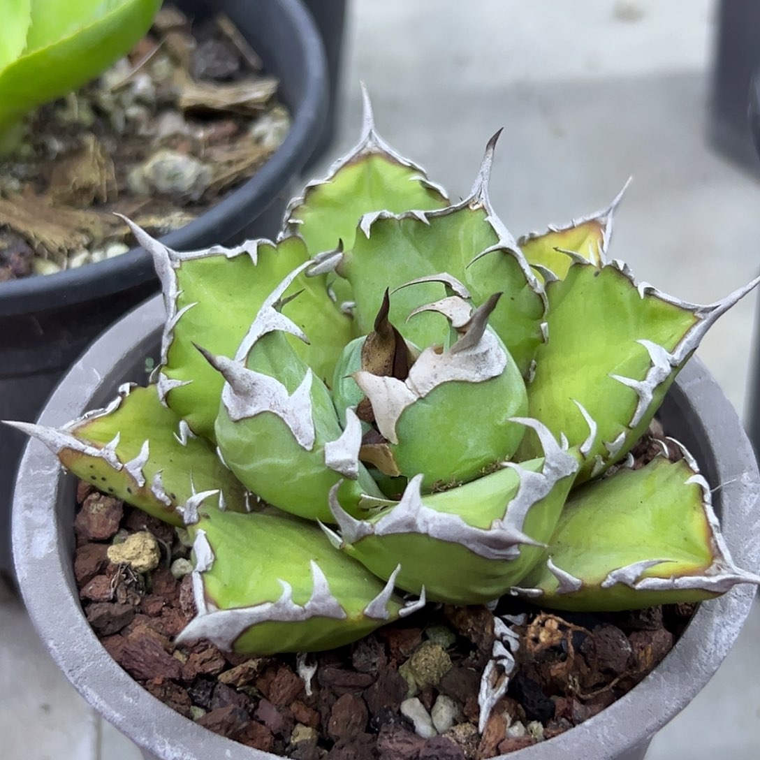 星***~姬仁一物一拍偏远不包邮不退不换