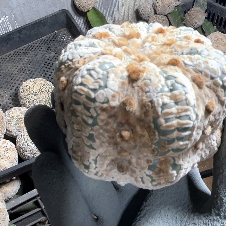 完全开放豆豆兜1