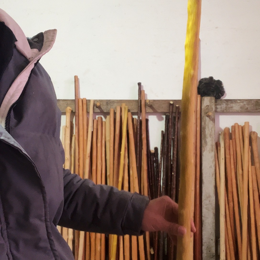 秦岭山脉黄龙柏。 