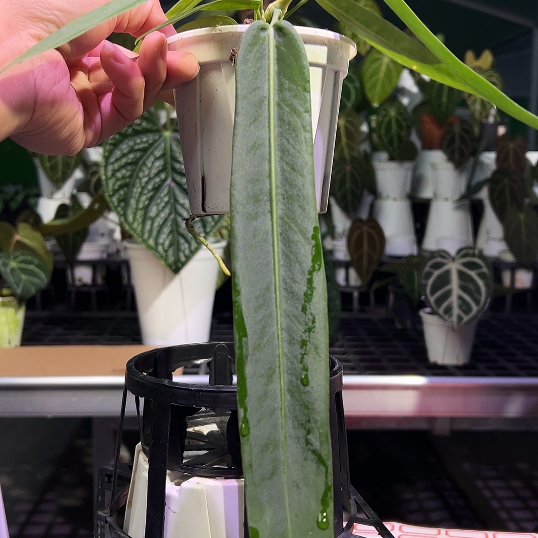 完全开放银脉丝绸领带