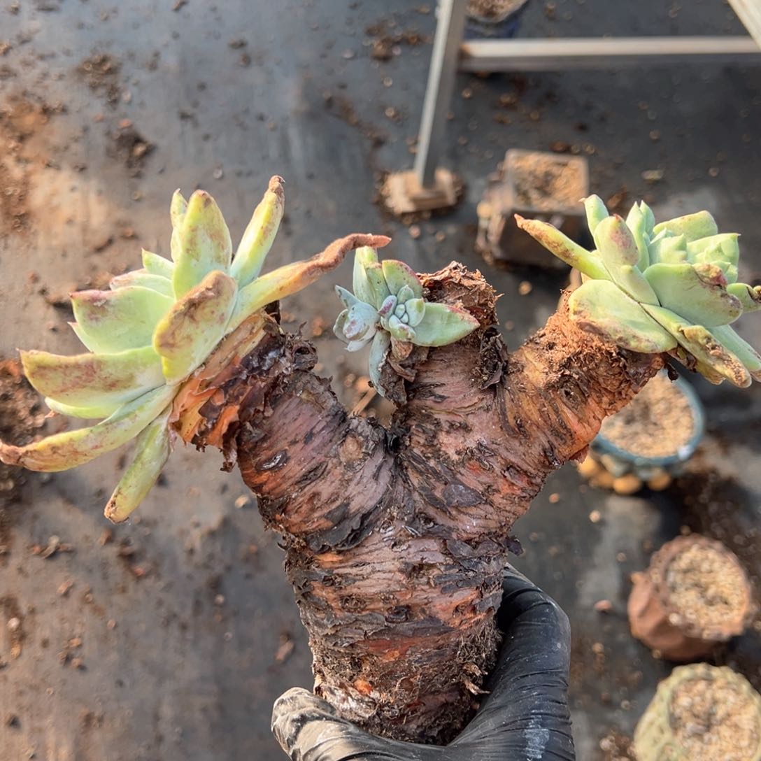 538瑕疵福利哈哈哈哈