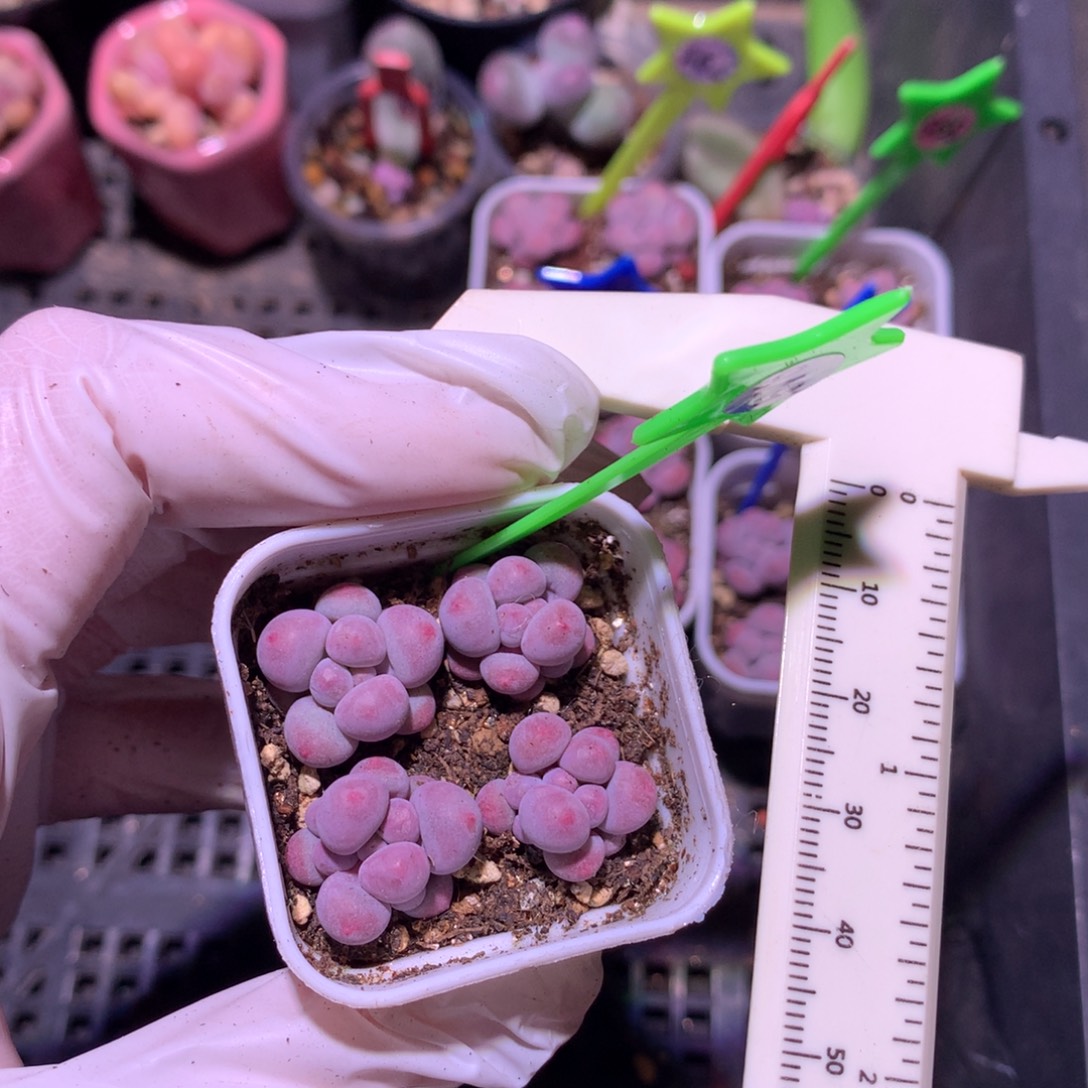 小奶包还好哈哈哈