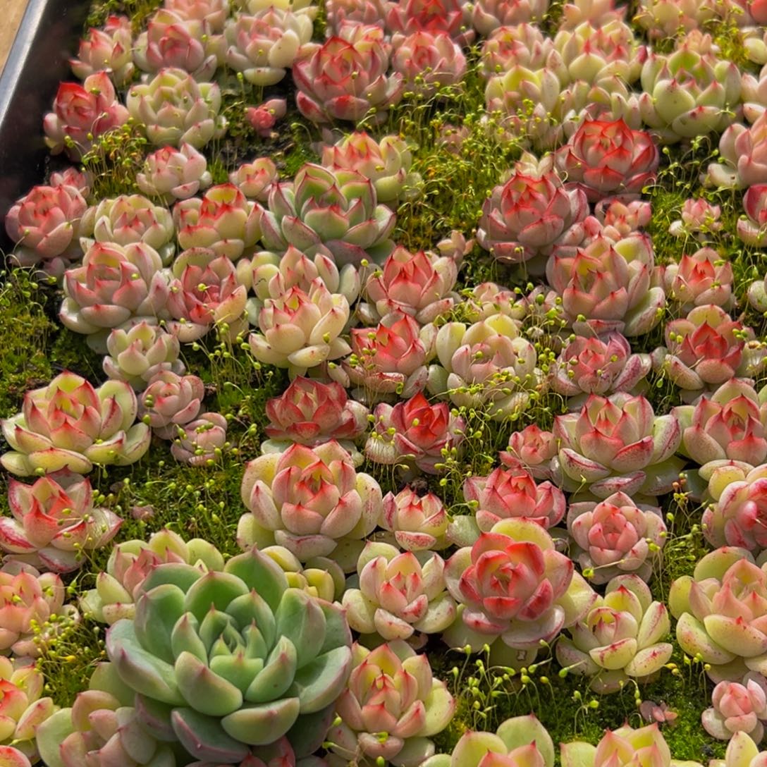 9***妈968多肉葡萄的味道是真的