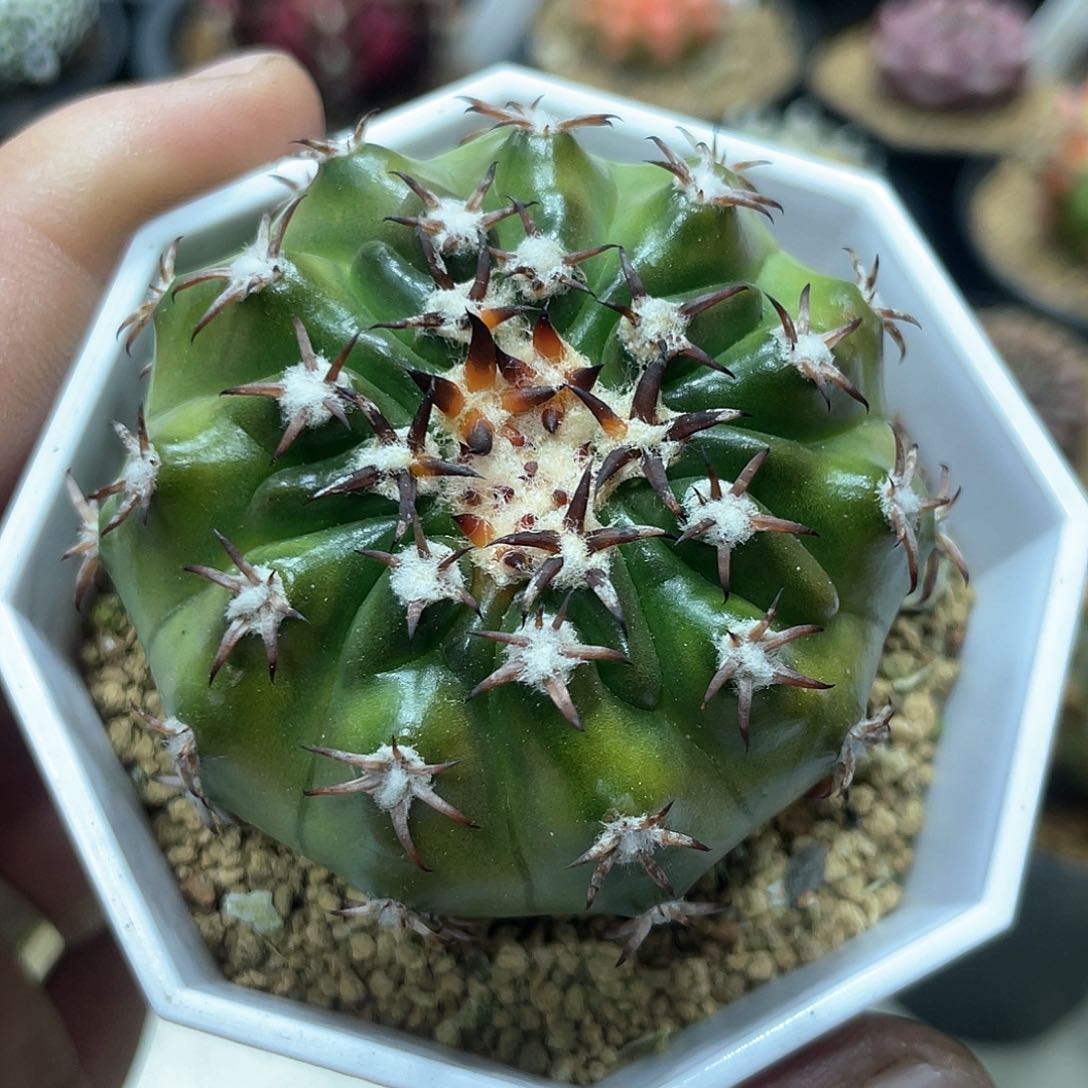 实生根系，猫爪圆盘玉