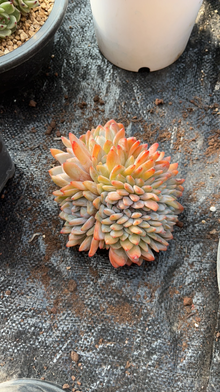 雪天使缀化 多肉植物